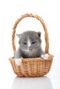 Small cute kitten sitting in a basket, close-up Royalty Free Stock Photo