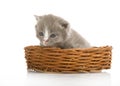 Small cute kitten sitting in a basket, close-up Royalty Free Stock Photo