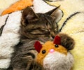 Small cute kitten sleeps hugging plush toy Royalty Free Stock Photo