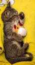 Small cute kitten sleeps hugging plush toy Royalty Free Stock Photo