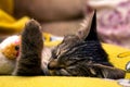 Small cute kitten sleeps hugging plush toy Royalty Free Stock Photo