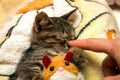 Small cute kitten sleeps hugging plush toy Royalty Free Stock Photo