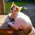 Small cute kitty with short hair lies on wooden chair during sunny evening Royalty Free Stock Photo