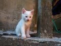 Small cute kitty with short white hair sitting  on concrete against old wall Royalty Free Stock Photo