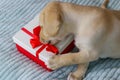 Small cute labrador retriever puppy dog with gift box on bed