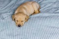 Small cute labrador retriever puppy dog sleeping on bed Royalty Free Stock Photo