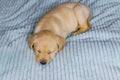 Small cute labrador retriever puppy dog sleeping on bed Royalty Free Stock Photo