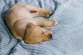 Small cute labrador retriever puppy dog sleeping on bed Royalty Free Stock Photo