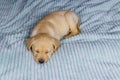 Small cute labrador retriever puppy dog sleeping on bed Royalty Free Stock Photo