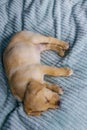 Small cute labrador retriever puppy dog sleeping on bed Royalty Free Stock Photo