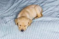 Small cute labrador retriever puppy dog sleeping on bed Royalty Free Stock Photo