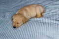 Small cute labrador retriever puppy dog sleeping on bed Royalty Free Stock Photo