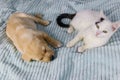 Small cute labrador retriever puppy dog and young cat on bed. Friendship of pets Royalty Free Stock Photo