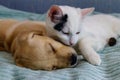 Small cute labrador retriever puppy dog and young cat on a bed. Friendship of pets Royalty Free Stock Photo
