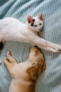Small cute labrador retriever puppy dog and young cat on bed. Friendship of pets Royalty Free Stock Photo
