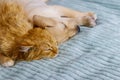 Small cute labrador retriever puppy dog and young cat on a bed. Friendship of pets Royalty Free Stock Photo