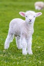 Small cute lamb gambolling in a meadow in a farm Royalty Free Stock Photo