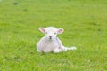 Small cute lamb gambolling in a meadow in a farm Royalty Free Stock Photo