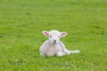 Small cute lamb gambolling in a meadow in a farm Royalty Free Stock Photo