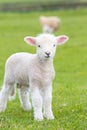 Small cute lamb gambolling in a meadow in a farm Royalty Free Stock Photo