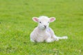 Small cute lamb gambolling in a meadow in a farm Royalty Free Stock Photo