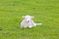 Small cute lamb gambolling in a meadow in a farm Royalty Free Stock Photo