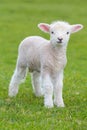 Small cute lamb gambolling in a meadow in a farm Royalty Free Stock Photo