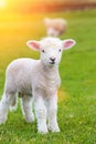 Small cute lamb gambolling in a meadow in a farm Royalty Free Stock Photo