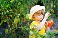 A small, cute little girl in a hat harvests a ripe harvest of ri Royalty Free Stock Photo