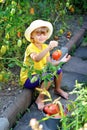 A small, cute little girl in a hat harvests a ripe harvest of ri Royalty Free Stock Photo