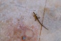 small cute lizard on a stone floor close up view