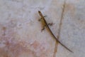 small cute lizard on a stone floor close up view