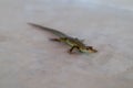 small cute lizard on a stone floor close up view