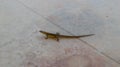 small cute lizard on a stone floor close up view