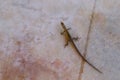 small cute lizard on a stone floor close up view