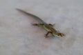 small cute lizard on a stone floor close up view