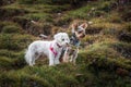 Small cute Maltese dog and Yorkshire Terrier Yorkie standing on hill slope