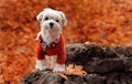 Small cute maltese puppy outdoor portrait Royalty Free Stock Photo
