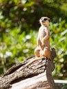 Small cute meerkat or suricate on alert Royalty Free Stock Photo