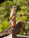 Small cute meerkat or suricate on alert Royalty Free Stock Photo