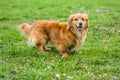 Small cute mixed breed brown playful dog