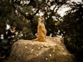 Small and cute mongoose on his watch.