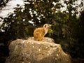 Small and cute mongoose on his watch.