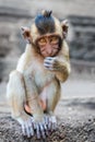 Small cute monkey sitting and looking in the camera Royalty Free Stock Photo