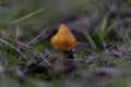 This is a small cute mushroom