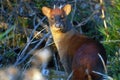 Small cute northern Pudu looking at the camera in the forest Royalty Free Stock Photo