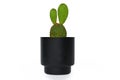 Cute Opuntia Microdasys, Angelwings, Bunny Ears or Polka Dot cactus plant in a small black flower pot isolated on white back Royalty Free Stock Photo