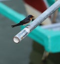 cute pacific swallow bird