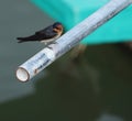 cute pacific swallow bird