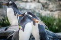 Penguins collecting little stones